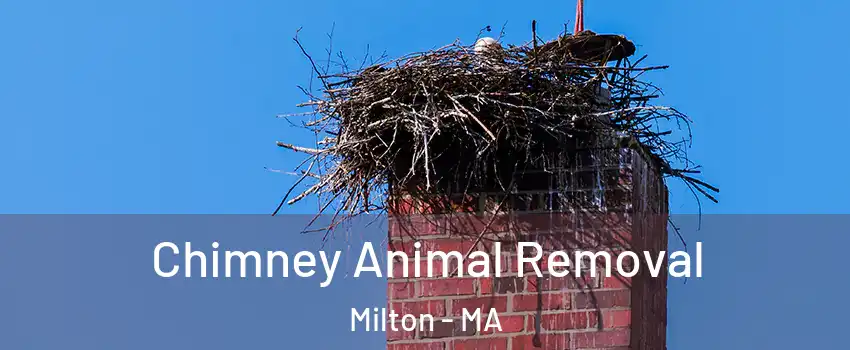 Chimney Animal Removal Milton - MA