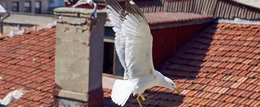 Residential Chimney Animal Removal Solution in Milton, MA