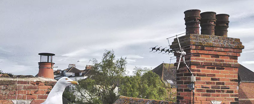 Chimney Cleaning And Restoration in Milton, Massachusetts